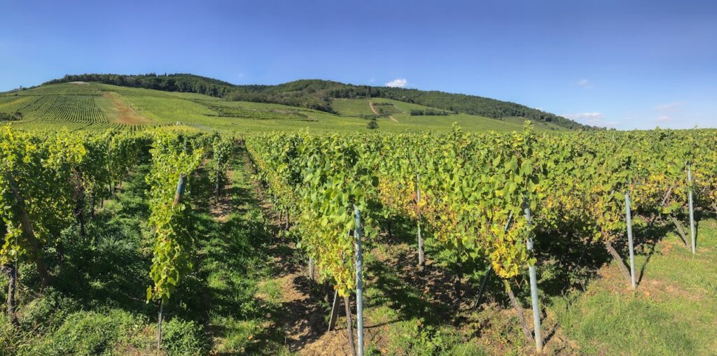 Weinanbau Berge mit Weinstöcken